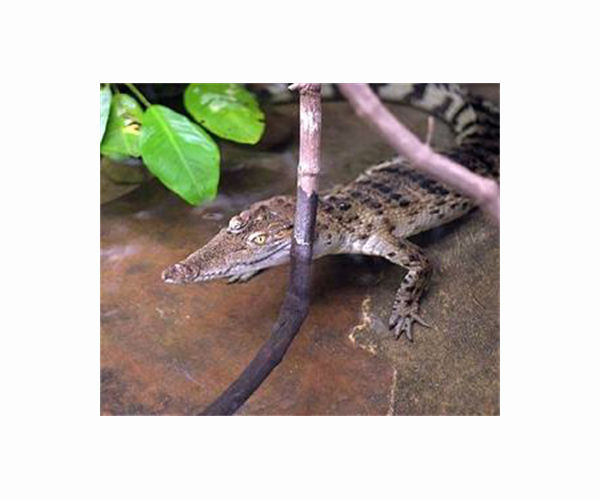 'We will preserve them': saving Cambodia's crocodiles