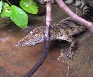 Philippine crocodiles released to fight extinction