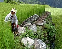 Climate Change Threatens Indonesian Rice Farmers