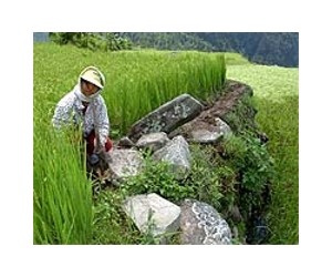 Drought ravages famed Philippine rice terraces