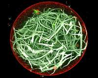 A photosynthetic engine for artificial cells