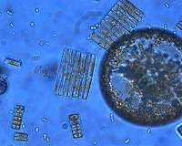 Scientists rethink co-evolution of marine life, oxygenated oceans
