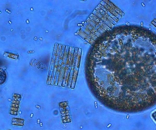 Tracking Carbon from the Ocean Surface to the Twilight Zone