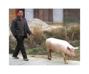 Flu infections rising among Chinese pigs: study