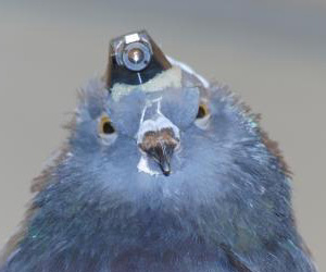 Pigeons' homing skill not down to iron-rich beak cells