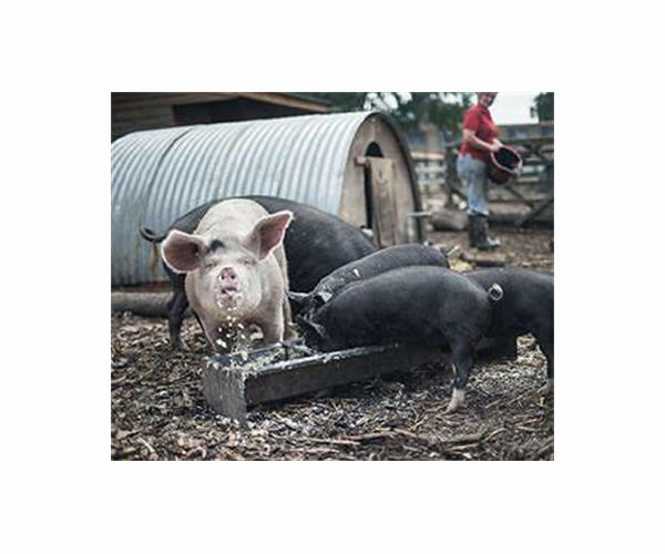 Scientists warn of human-to-wildlife COVID-19 transmission risk