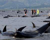 Whale dies in Thailand after swallowing 80 plastic bags