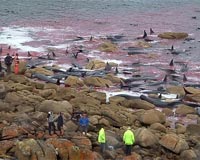 150 whales die in rocky stranding in southern Australia