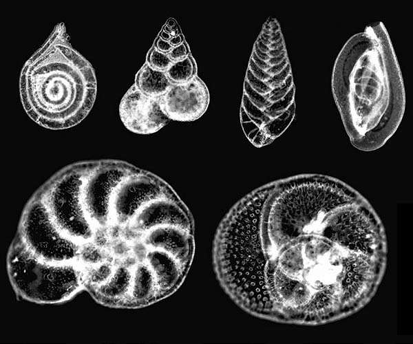 Large-scale fossil study reveals origins of modern-day biodiversity gradient 15 million years ago