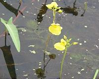 Aquatic plant has tiny genome but lots and lots of genes