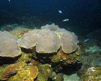 Sediment record in deep coral reefs studied