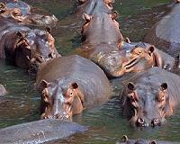 Planned hippo cull in Zambia sparks fury
