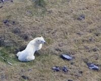 US to give threatened polar bears vast 'critical habitat'