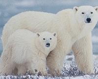 Hopes for depressed Argentina polar bear to go to Canada