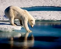 Climate change on track to wipe out polar bears by 2100