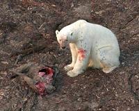 Polar bear population in parts of Alaska, Canada down by 40 percent