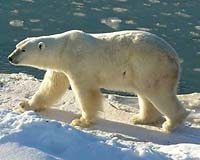 Canada asks Inuit, others for input on safeguarding polar bears