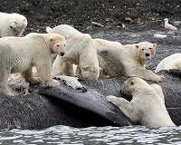 Russian Arctic archipelago sounds alarm over aggressive polar bears