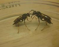 Wasps use ancient aggression genes to create social groups
