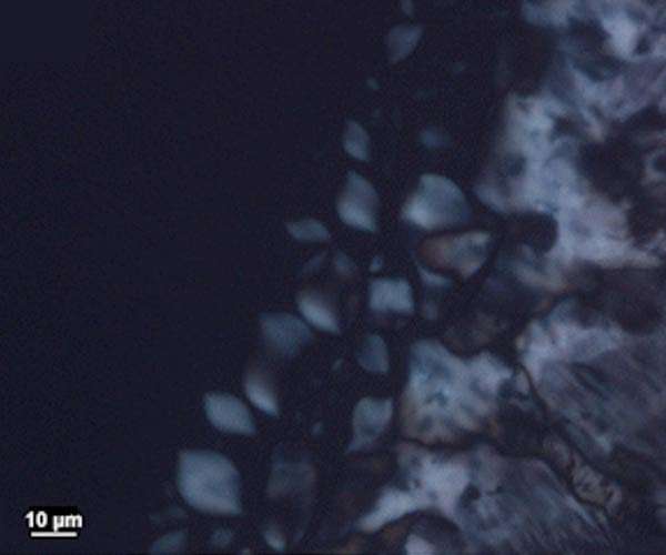 New polymer property could boost accessible solar power