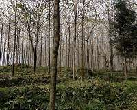Tree planting does not always boost ecosystem carbon stocks, study finds