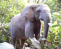 African forest elephant helps increase biomass and carbon storage