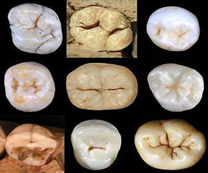 No known hominin is ancestor of Neanderthals and modern humans