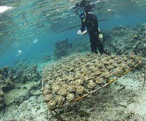 Study identifies molecules used by certain species of seaweed to harm corals