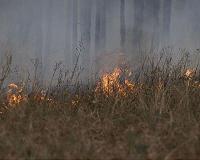 Industrial farming disrupts burn-regrowth cycle in grasslands