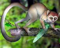 How did primate brains get so big