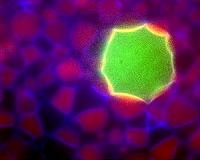 Scientists turn primitive artificial celle into complex biological materials