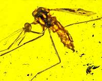 Mosquitoes that carry malaria may have been doing so 100 million years ago