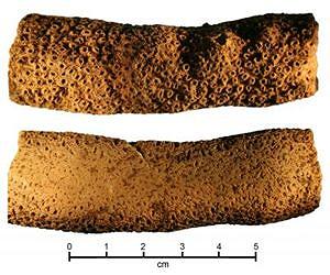 Coral files reveal time of first Polynesian settlements