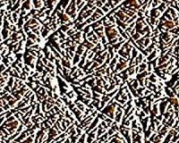 ISS Experiment May Hold Key to Alzheimer's Cause