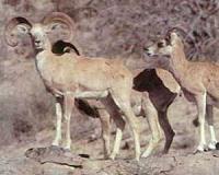 On the lamb: Pakistani officials recover kidnapped newborn sheep