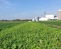 Radish cover crop traps nitrogen; mystery follows