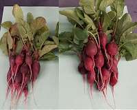 NASA scientist over the Moon with homegrown radish research
