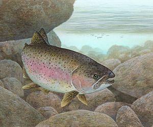 Nanoparticles cause brain injury in fish