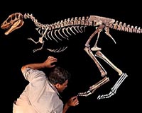 New dinosaur find changes views on T. rex