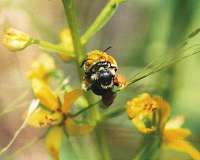 Study links shrinking bee population, climate change