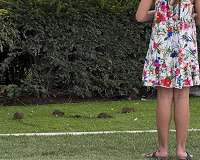 City rats: Why scientists are not hot on their tails