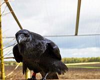 Despite their small brains - ravens are just as clever as chimps