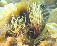 Even Seaweeds Get Sunburned