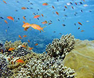 Limiting warming could buy some time for tropical coral reefs