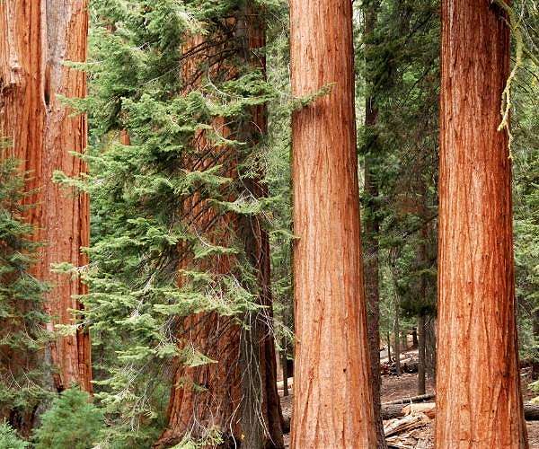 Biden protects US forests but struggles on biggest climate goals