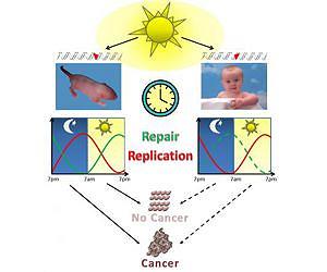Morning UV exposure may be less damaging to the skin