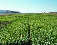 Study quantifies enviromental impact of genetically modified crops
