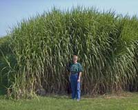 New Screening Method To Help Find Better Biofuel Crops