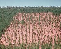 Biodiversity in production forests can be improved without large costs