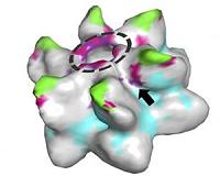Scientists uncover ancient viruses from 30 million years ago